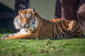 Картинка животные тигры тигр клыки оскал трава лежит злой