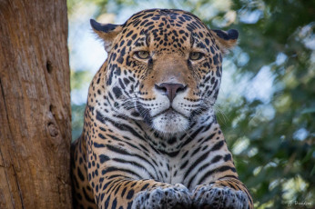 Картинка животные Ягуары морда отдых лапы ягуар