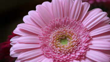 Картинка цветы герберы лепестки гербера розовый цветок