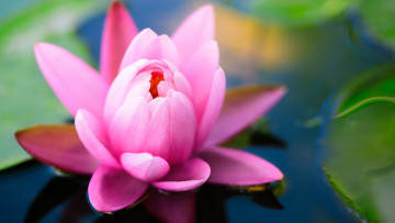 Картинка цветы лотосы розовая кувшинка цветок пруд лотос водяная лилия
