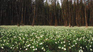 Картинка цветы подснежники +белоцветник поляна весна лес