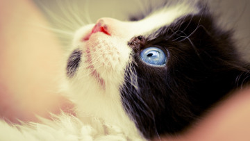 Картинка животные коты котёнок мордочка кошка