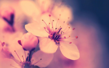 Картинка цветы сакура +вишня розовый цветок вишня цветение весна