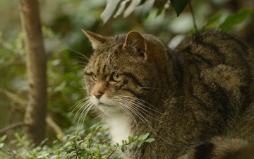 Картинка животные дикие+кошки дикая кошка среднеевропейский лесной кот