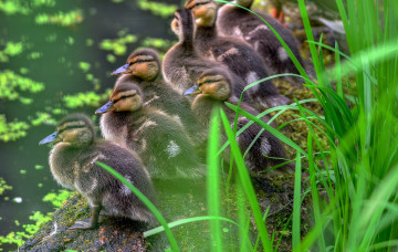 Картинка животные утки утята трава водоём