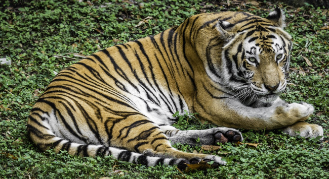 Обои картинки фото животные, тигры, отдых, лежит, трава, тигр