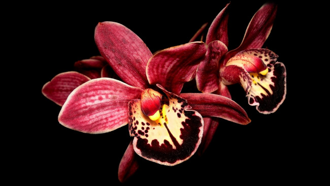 Обои картинки фото цветы, орхидеи, черный, фон, орхидея