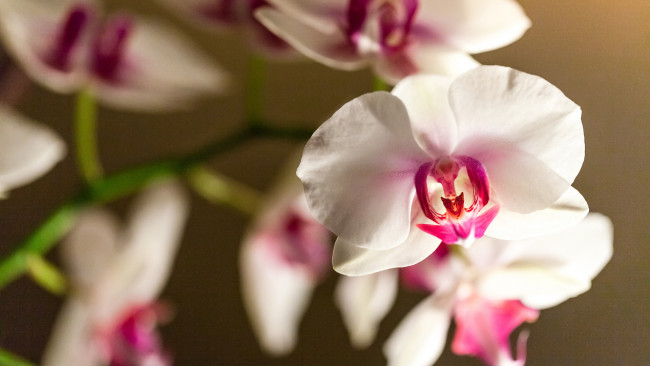 Обои картинки фото цветы, орхидеи, фалинопсис, цветок, орхидея