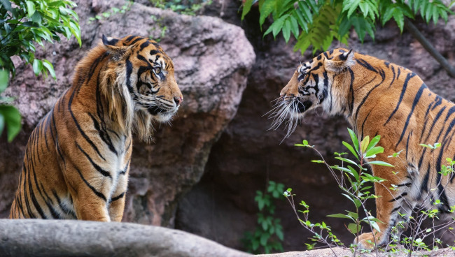 Обои картинки фото животные, тигры, пара