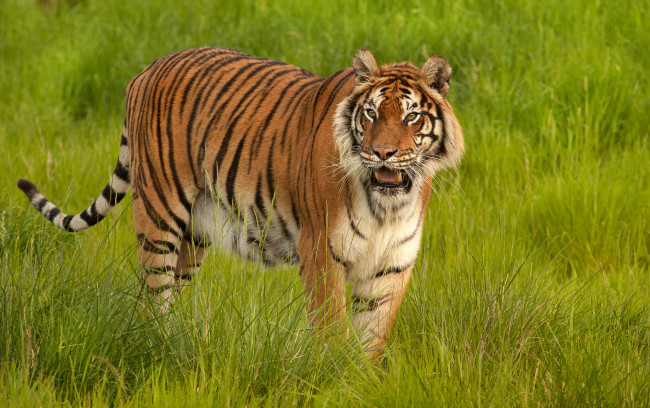 Обои картинки фото животные, тигры, трава, тигр