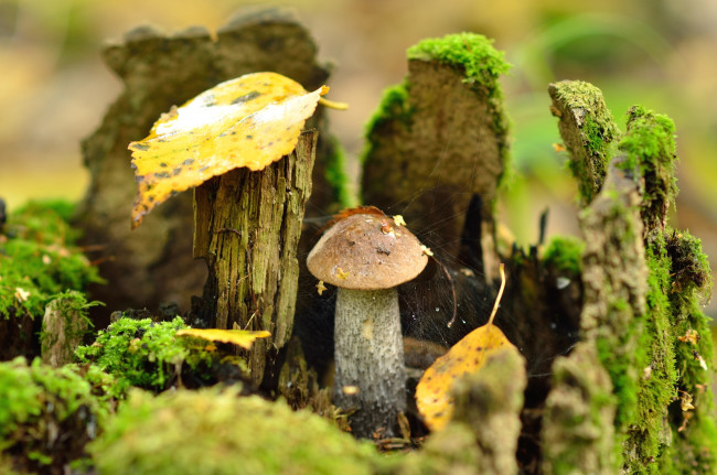 Обои картинки фото природа, грибы, пень, паутина