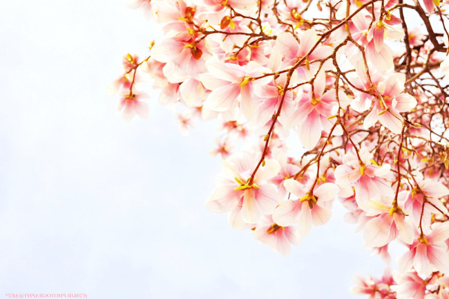 Обои картинки фото цветы, магнолии, весна