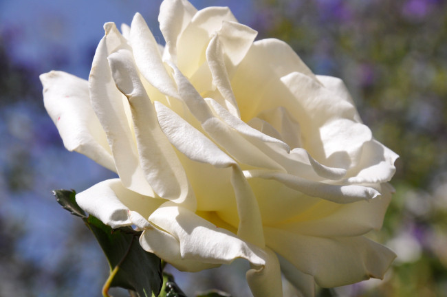 Обои картинки фото цветы, розы, роза, белая