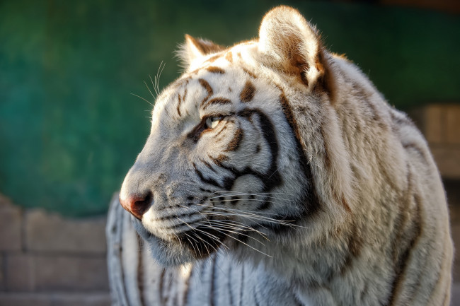 Обои картинки фото животные, тигры, профиль, морда, белый, тигр