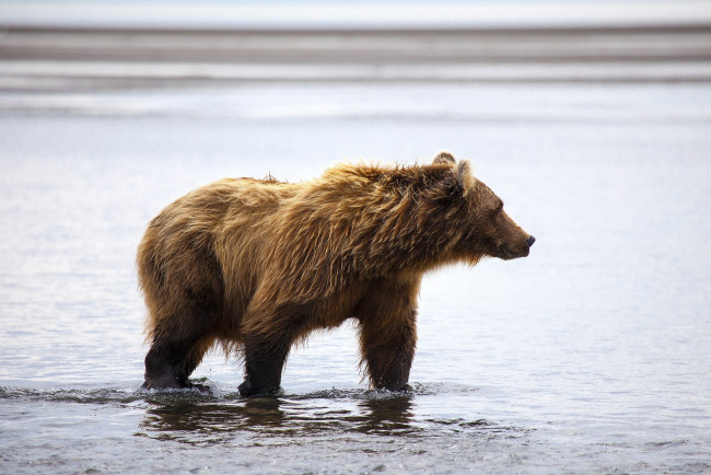 Обои картинки фото животные, медведи, берег, вода, бурый, медведь