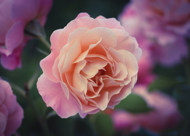 Обои картинки фото цветы, розы, красивый