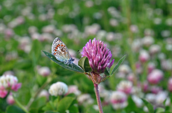 Картинка животные бабочки +мотыльки +моли клевер луг бабочка насекомое утро зелёный фон макро цветы