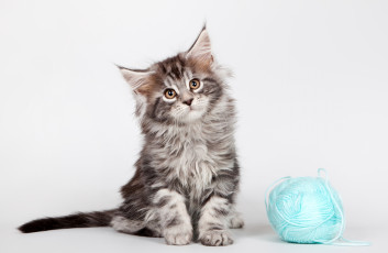 Картинка животные коты клубок котенок мейн-кун