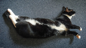 Картинка животные коты киса коте поза ковёр спит