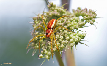 Картинка животные пауки цветок паук фон насекомое макро