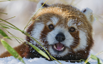 Картинка животные панды снег взгляд животное портрет
