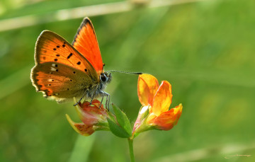 Картинка животные бабочки +мотыльки +моли зелёный фон макро утро насекомое цветы