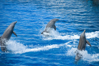 обоя животные, дельфины, дельфны