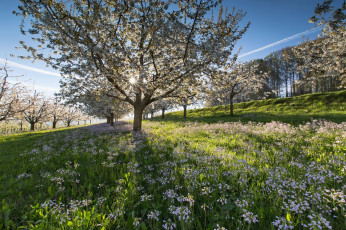 Картинка цветы цветущие+деревья+ +кустарники холмы поля швейцария весна