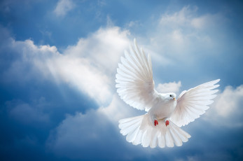 Картинка животные голуби голубь птица небо белый