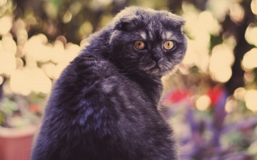 Картинка животные коты look feline eyes