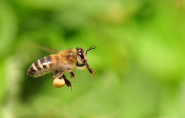 обоя животные, пчелы,  осы,  шмели, пчела, полет