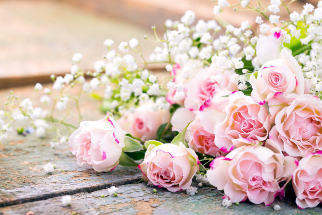 Обои картинки фото цветы, розы, бутоны, гипсофила, нежность