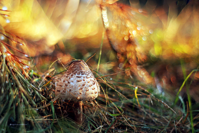 Обои картинки фото природа, грибы, трава, боке