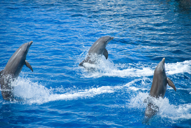 Обои картинки фото животные, дельфины, дельфны