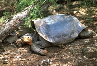 Картинка животные Черепахи черепаха коряга