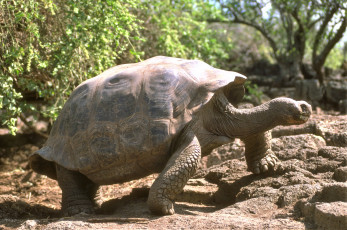 Картинка животные Черепахи черепаха камни кусты