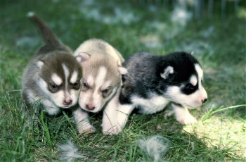 Картинка животные собаки щенки трава лайки