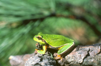 Картинка животные лягушки лягушка зеленая коряга