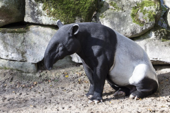 Картинка тапир животные тапиры непарнокопытные млекопитающие тапировые