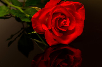 Картинка цветы розы алая роза бутон отражение