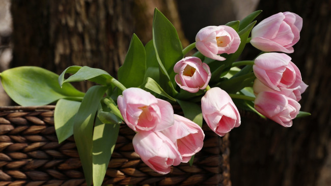Обои картинки фото цветы, тюльпаны, розовые, бутоны, корзинка