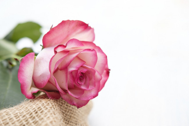 Обои картинки фото цветы, розы, розовая, роза, бутон