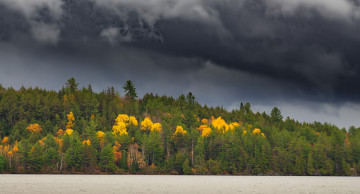 Картинка природа лес осень