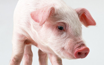 Картинка животные свиньи кабаны