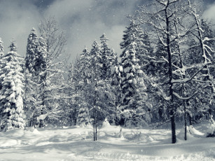 обоя природа, зима, снег, ель, деревья