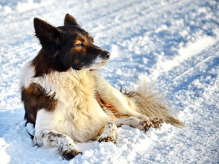 Картинка животные собаки пёс снег зима