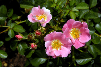 Картинка цветы шиповник лепестки розовый