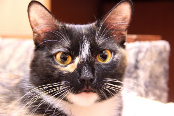 Картинка животные коты кошка морда взгляд