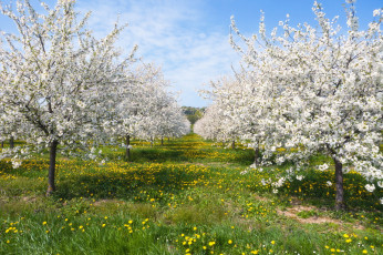 Картинка цветы цветущие деревья кустарники весна сад