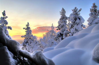 Картинка природа зима ветки ель снег